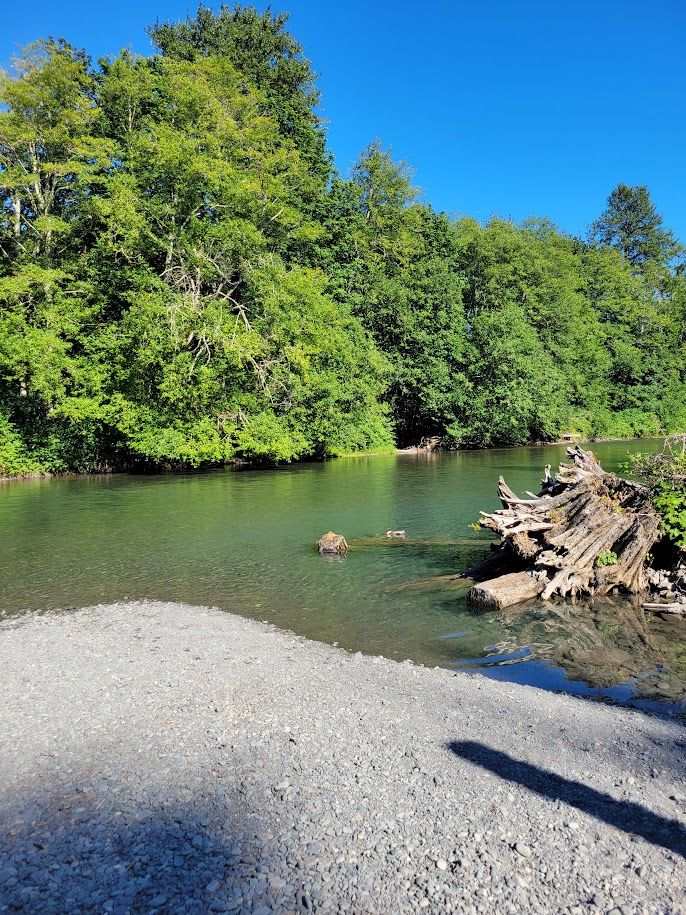 a broad river with green trees on the far side, drift wood on the near side, and a gravel beach