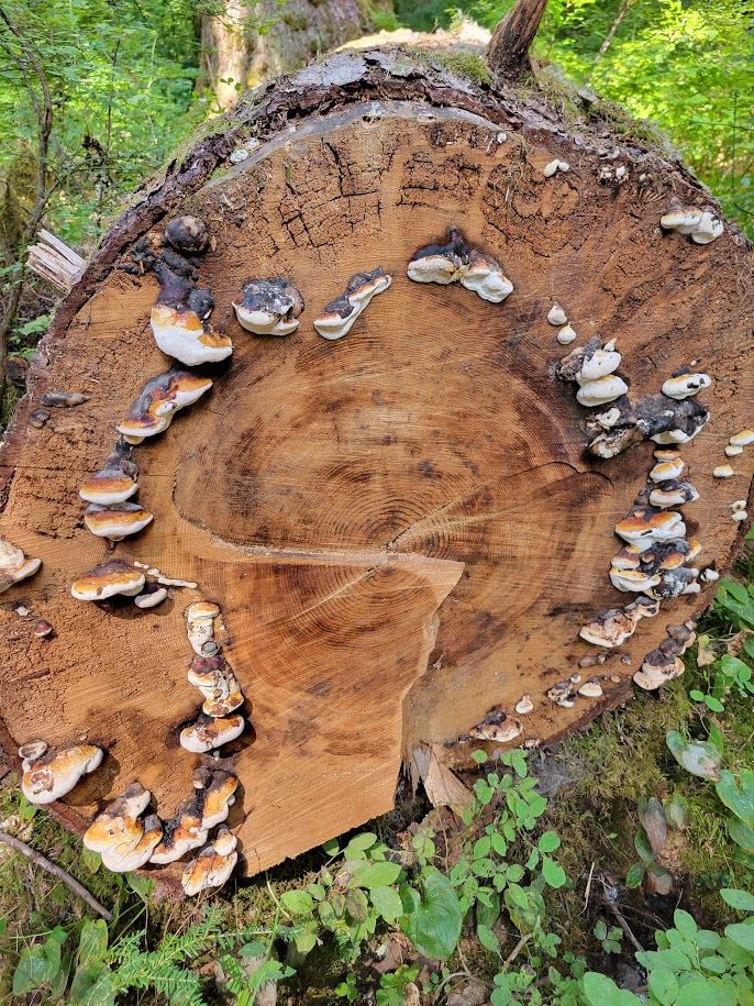 a cut log with a ring of shelf mushrooms growing around it.