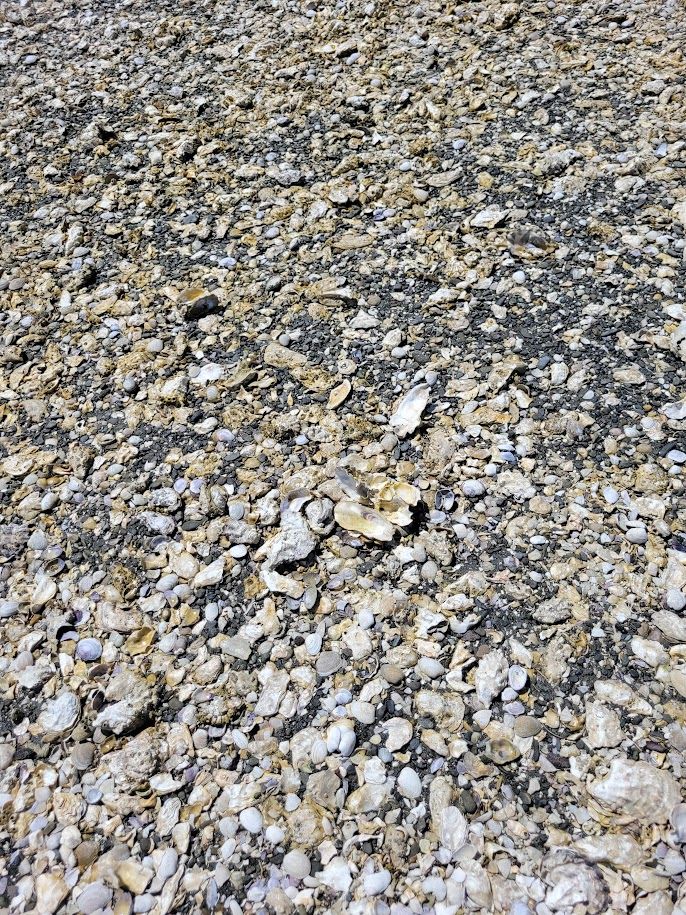 a close up on the beach from the previous picture, showing that the white rocks are actually all sea shells.