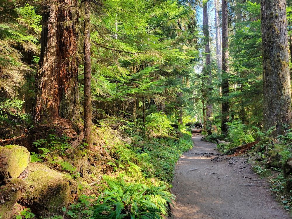 a picture of a trail through a heavily wooded forest. there is sunlight on the right side of the picture, and shade on the left side. 