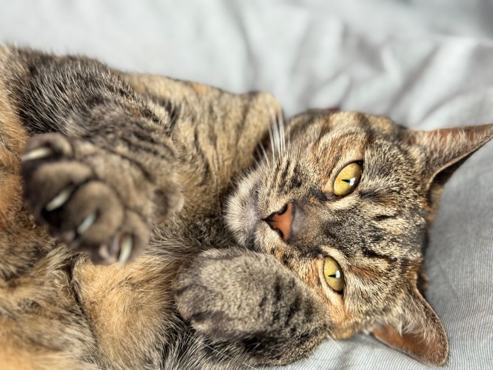 Picture of cute cat, Lili
