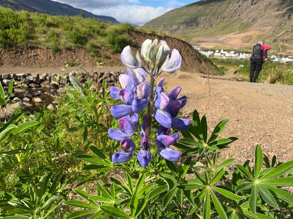 Close up of some purple flowers in a green surrounding. I think these are lupins 