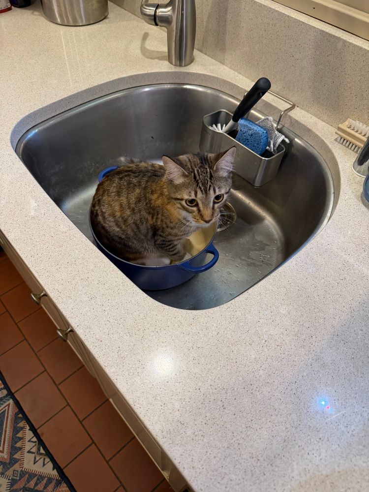 A kitten sitting in a casserole dish, which in turn is sitting in a kitchen sink 