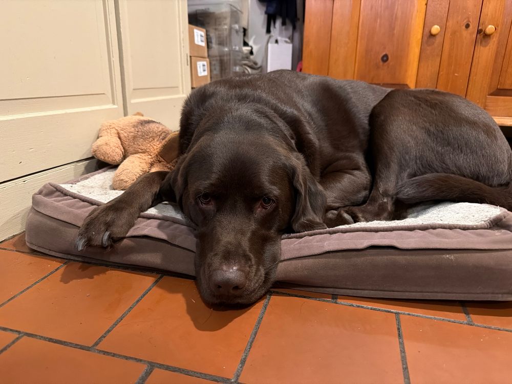 A chocolate lab on a dog bed next to a toy