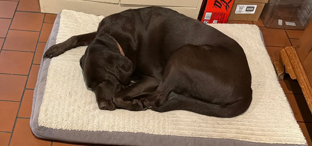 A chocolate lab asleep on a bed in a kitchen 