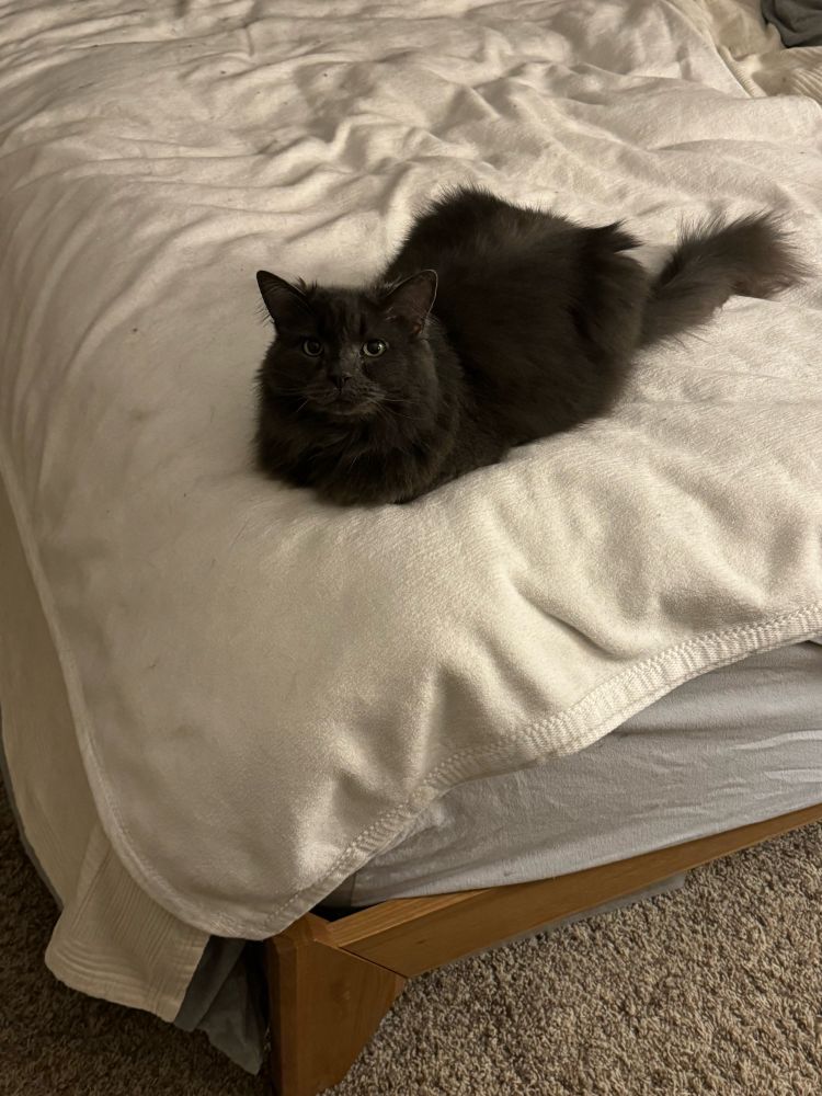 A grey cat sitting on the corner of a bed