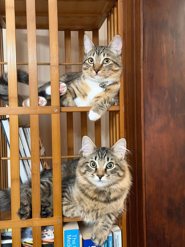 Two naughty kittens in a rotating bookshelf