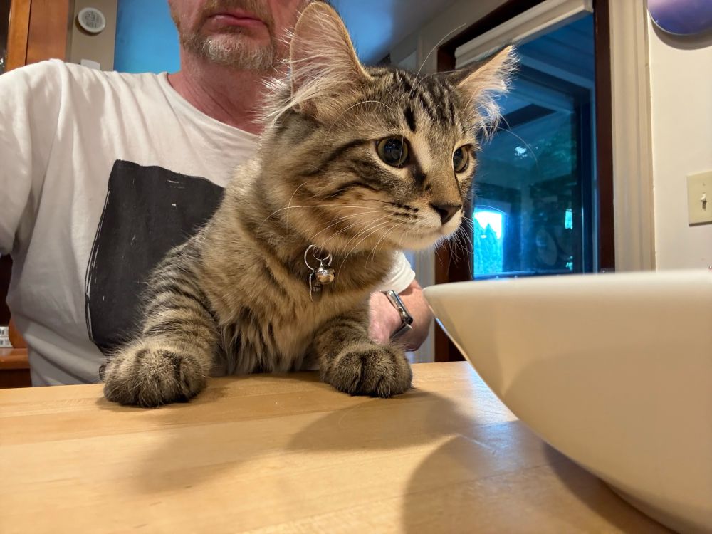 A kitten trying to climb onto the kitchen counter to get people food