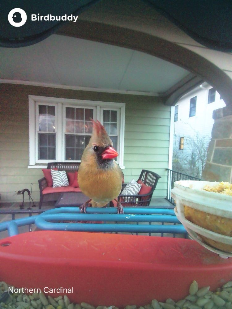 Female northern cardinal on feeder with her crown super high and a little attitude on her face. 