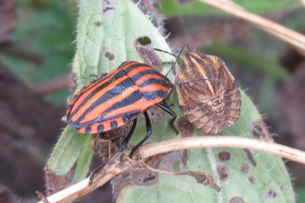 Red and black striped adult Striped Shieldbug alongside browner nymph with beige stripes on raggedy dock leaf.