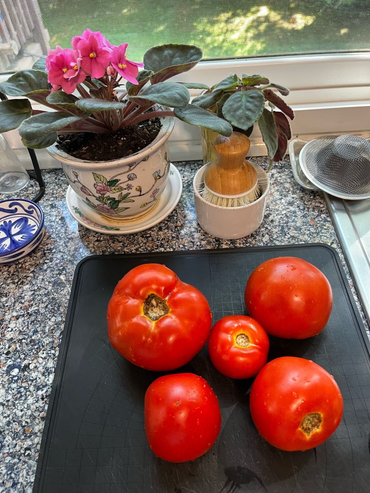 Summer tomatoes in my kitchen