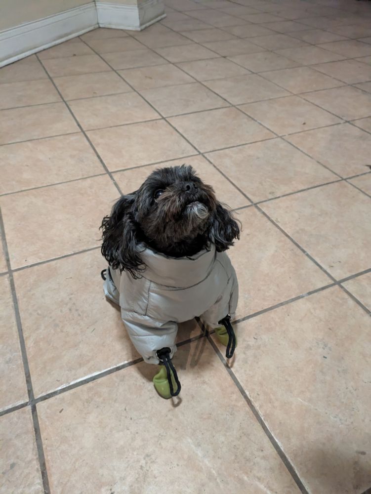 Jelly is a small breed dog, with curly black and chocolate fur and a small silvery goatee. She is wearing a puffy silver coat, and little green booties on her paws. She's sitting on the floor looking up past the camera.