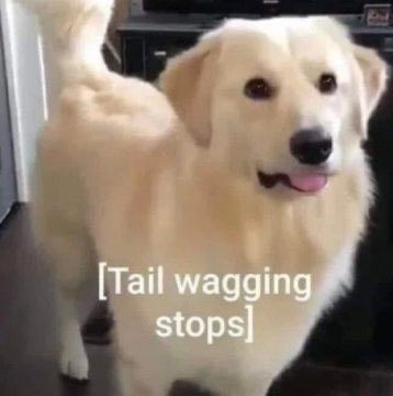 foto de um cachorro golden retriever olhando pra câmera com a língua pra fora, o rabo pro alto aparentemente paralisado e o texto "[tail wagging stops]" em branco no meio