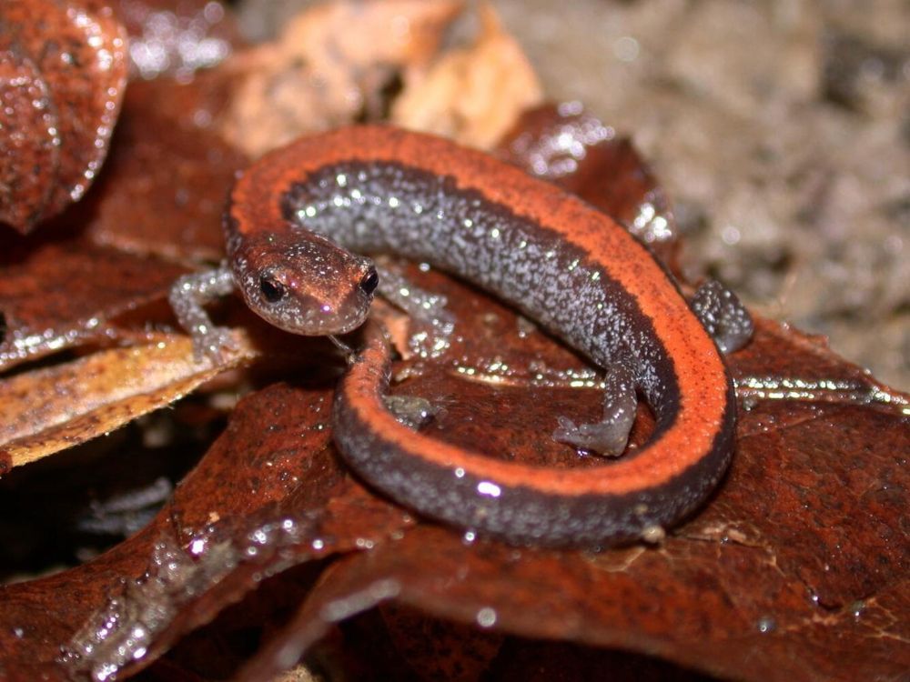 Eastern Salamanders Are Major Players in Forest Ecosystems - Hubbard Brook Ecosystem Study