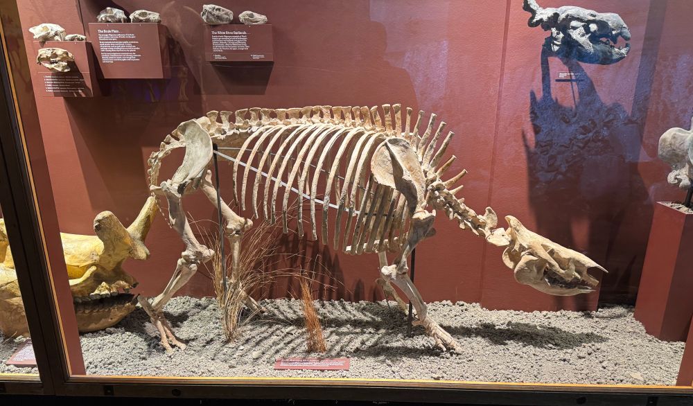 Photograph of the fossil skeleton of the swift-running rhinoceros Trigonia osborni on display at the Milwaukee Public Museum.