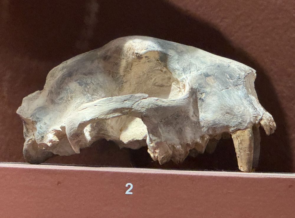 Photograph of a cast of the skull of the ancient cat Hoplophoneus oreodontis. Specimen on display at the Milwaukee Public Museum.