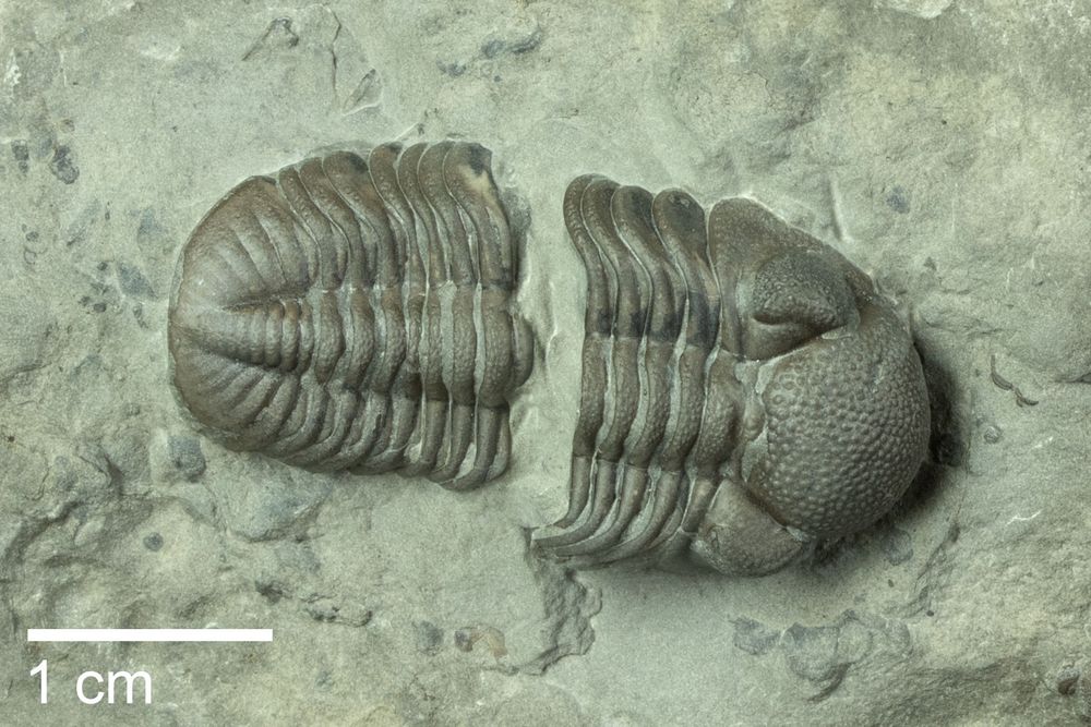 Photograph of a specimen of the Devonian trilobite Eldredgeops rana.