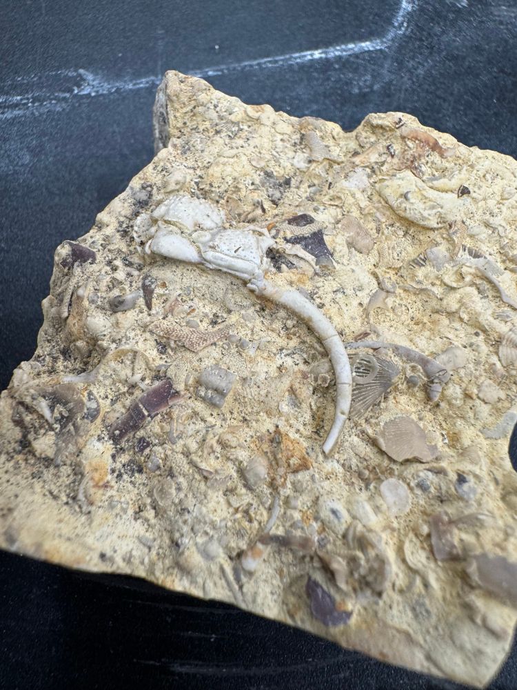 Photograph of a fossil trilobite head. 