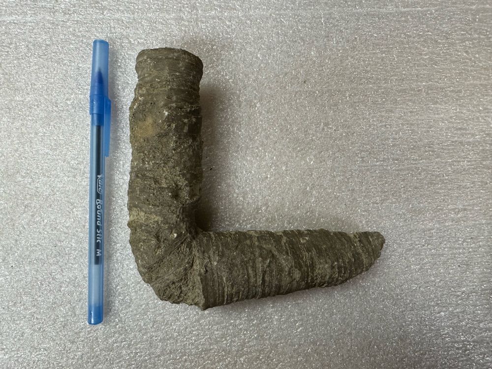 Photograph of a Devonian rugose coral with a pen for scale. 