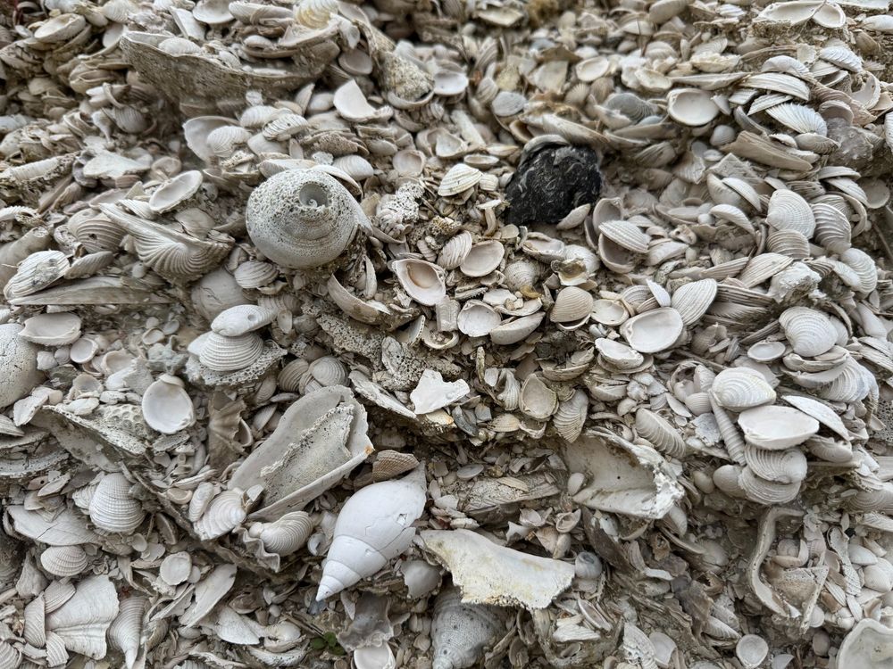 Photograph of Pleistocene mollusk fossils from the Caloosahatchee Formation of Florida.