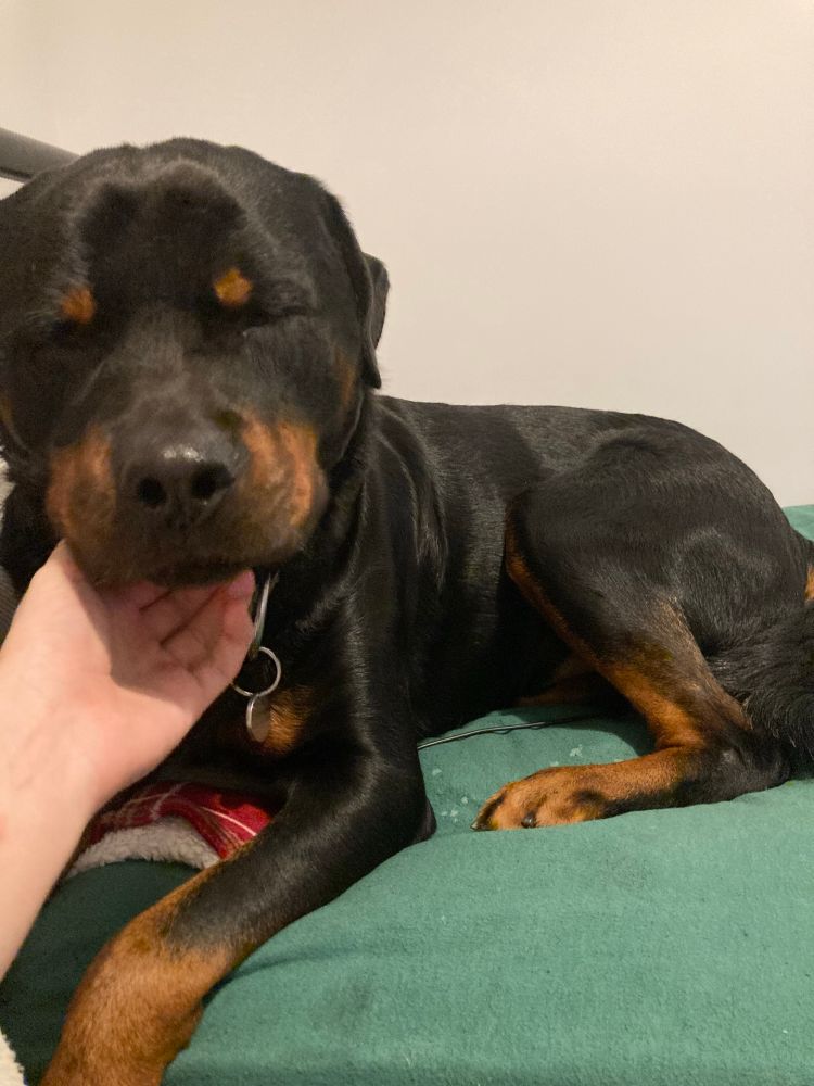 A black and brown Rottweiler with his eyes closed, getting chin scratches and lying on a bed with green sheets