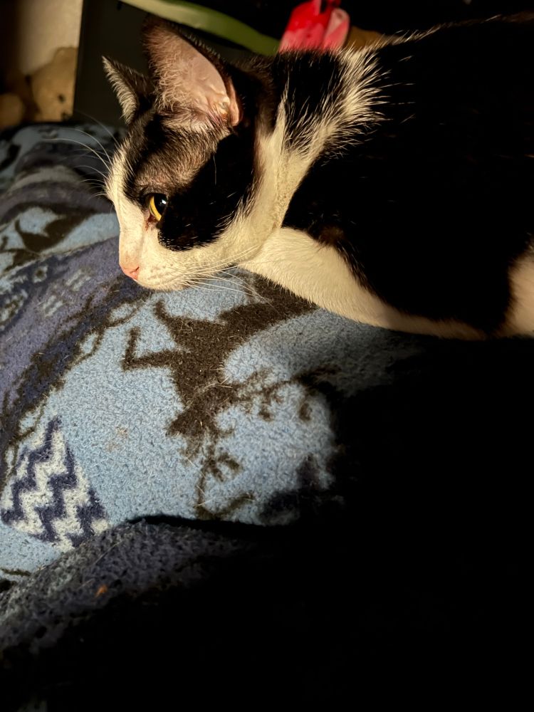 Black and white cat lays with his head resting against a blue blanket. 
