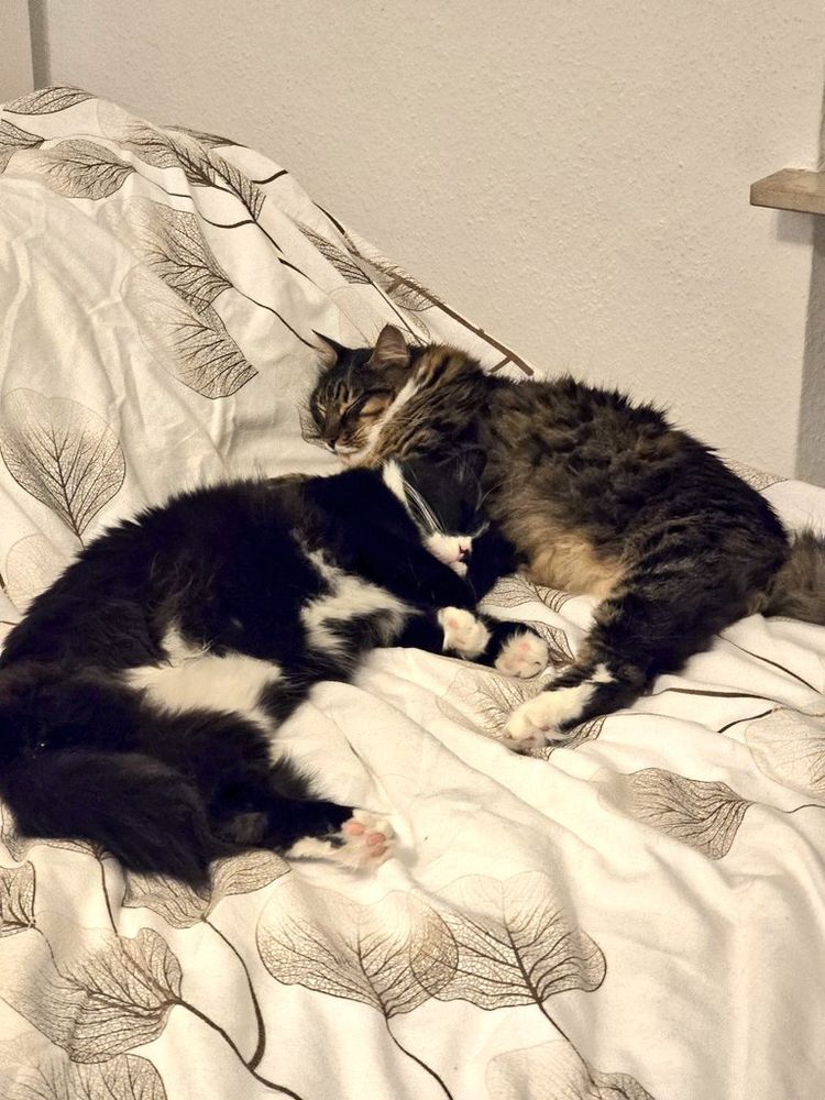 2 cats sleeping and cuddling on a bed