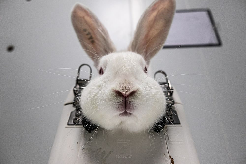 Close-up view of a white rabbit strapped on a machine in a laboratory looking directly at the camera. Their ears are perked up and their nose and whiskers are prominently visible.