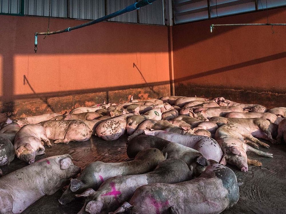 Photo of a group of pigs with marked skin lying closely together on the concrete floor of an inustrial farm.