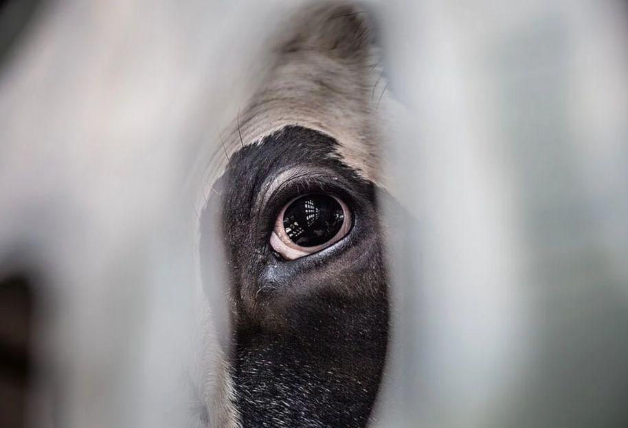 Close-up photo of a cow’s eye and part of their face, loooking through metal bars.