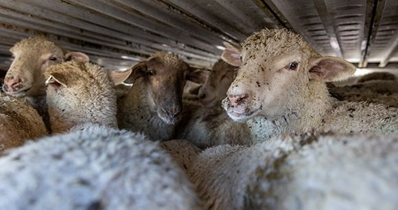 The image shows a group of sheep looking directly into the camera closely packed together, in a transportation truck.