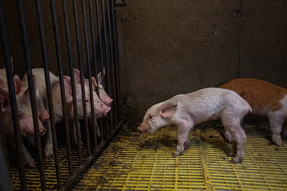 Several piglets are inside a pen with metal bars, while one piglet is outside the pen, appearing to attempt to rejoin the others. The floor is covered with a yellow grid-like metal grid  and the walls are dark.