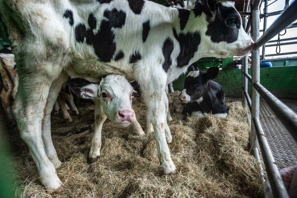 Photo of calves in a truck as they are being transported to the slaughterhouse.
A very young calf standing on a bed of straw, looking directly at the camera. A larger calf with a black and white spotted coat is on top of the smaller one facing away from the camera. Another calf, with a predominantly black coat and a white patch on their head, is lying down on the straw in the background.