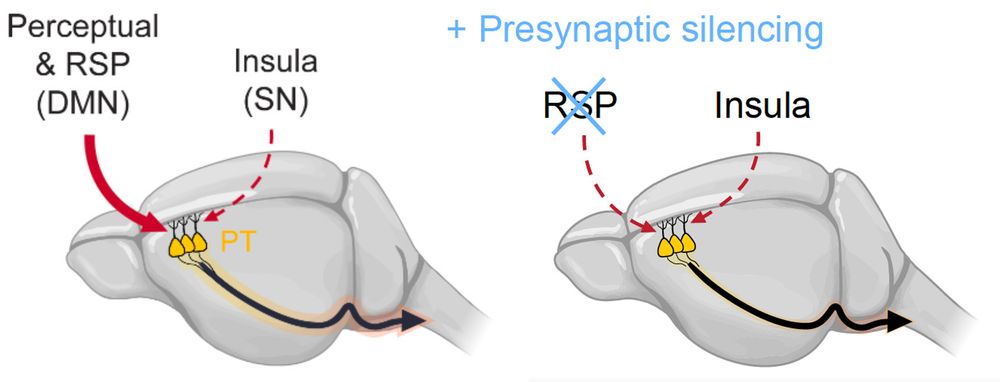 Activity modulation can steer the drug-induced plasticity.