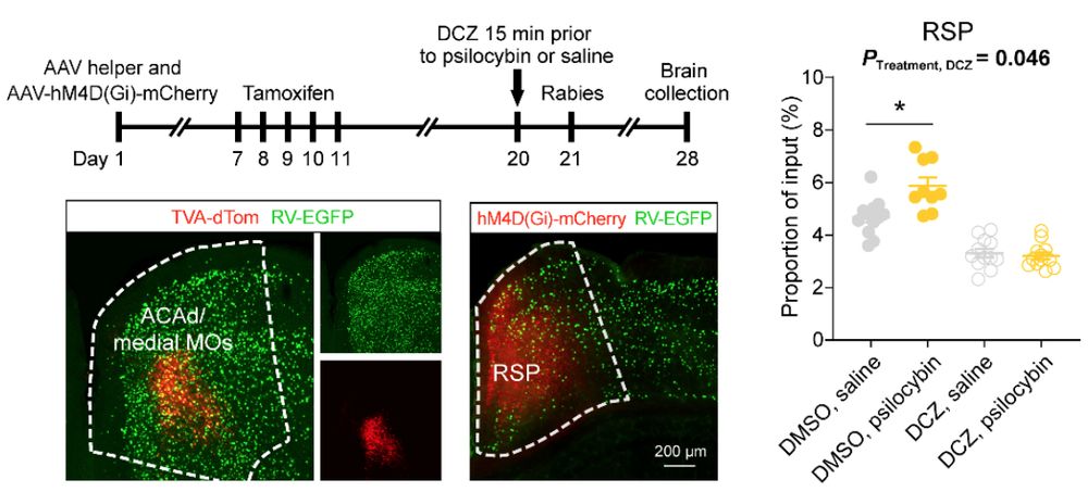 Chemogenetic inactivation can change psilocybin-induced plasticity