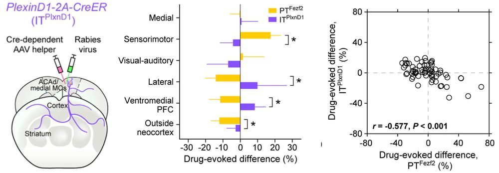 Tracing psilocybin's effect on inputs to frontal cortical neurons