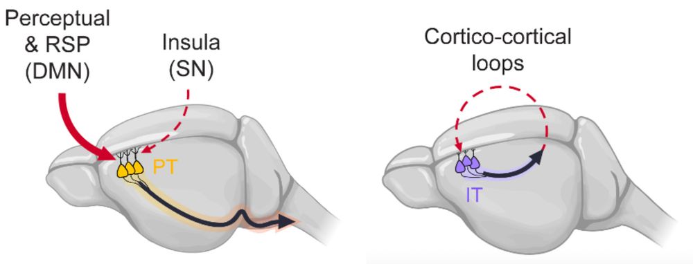 Summary figure for study of psilocybin's effect on cortical network connectivity.