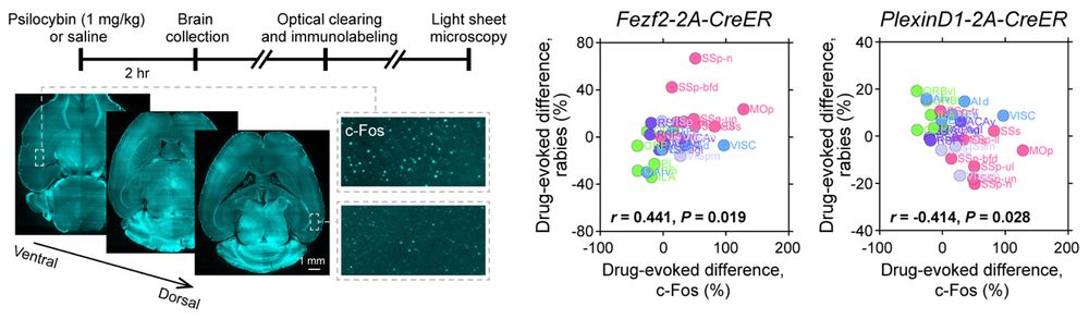 Relating c-Fos signals to rabies tracing results.