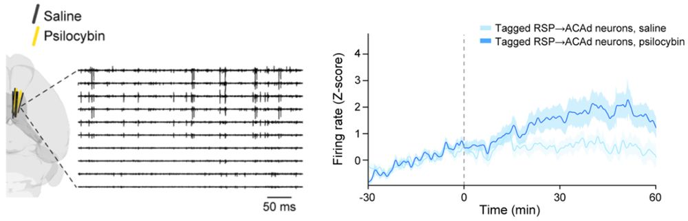 Neuropixels recording of frontal cortex-projecting RSP neurons.