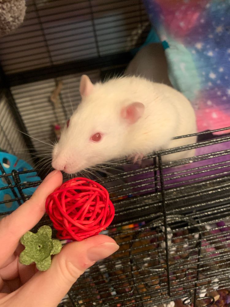 Photo of a pet rat and 2 rat toys