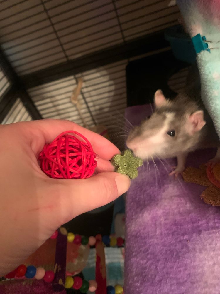 Photo of a pet rat and 2 rat toys