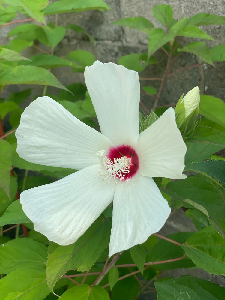 A large white flower that has five petals that turn a deep magenta towards the center. The white stamen and pistil sticks out from the ring of red. An off white bud is in the background and both the bud and bloom are surrounded by bright green leaves.