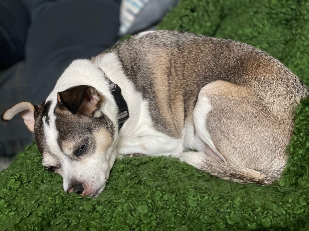 A sleepy pupper curled up on a green fuzzy blanket on the sofa. He’s a mix of white, tan, and dark brown fur.