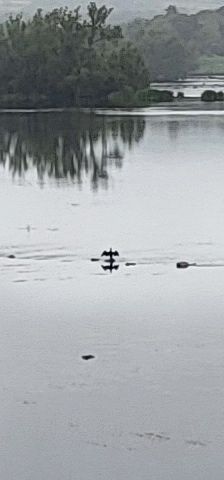 Crop and zoom of the previous image to show a distant cormorant sunning on a rock in the middle of the river, it's wings spread out in a wide "U wot m8?" pose.
