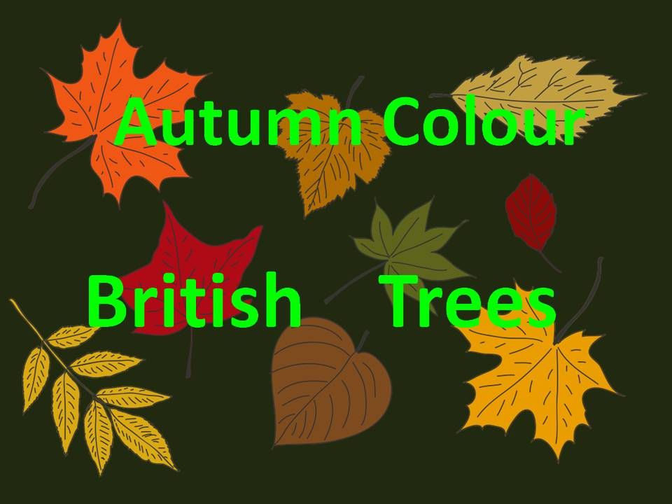 Autumn Colour Leaf Fall and Mast Years 