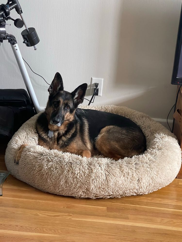 German shepherd dog lying in a round dog bed with her head ripped slightly to the side.