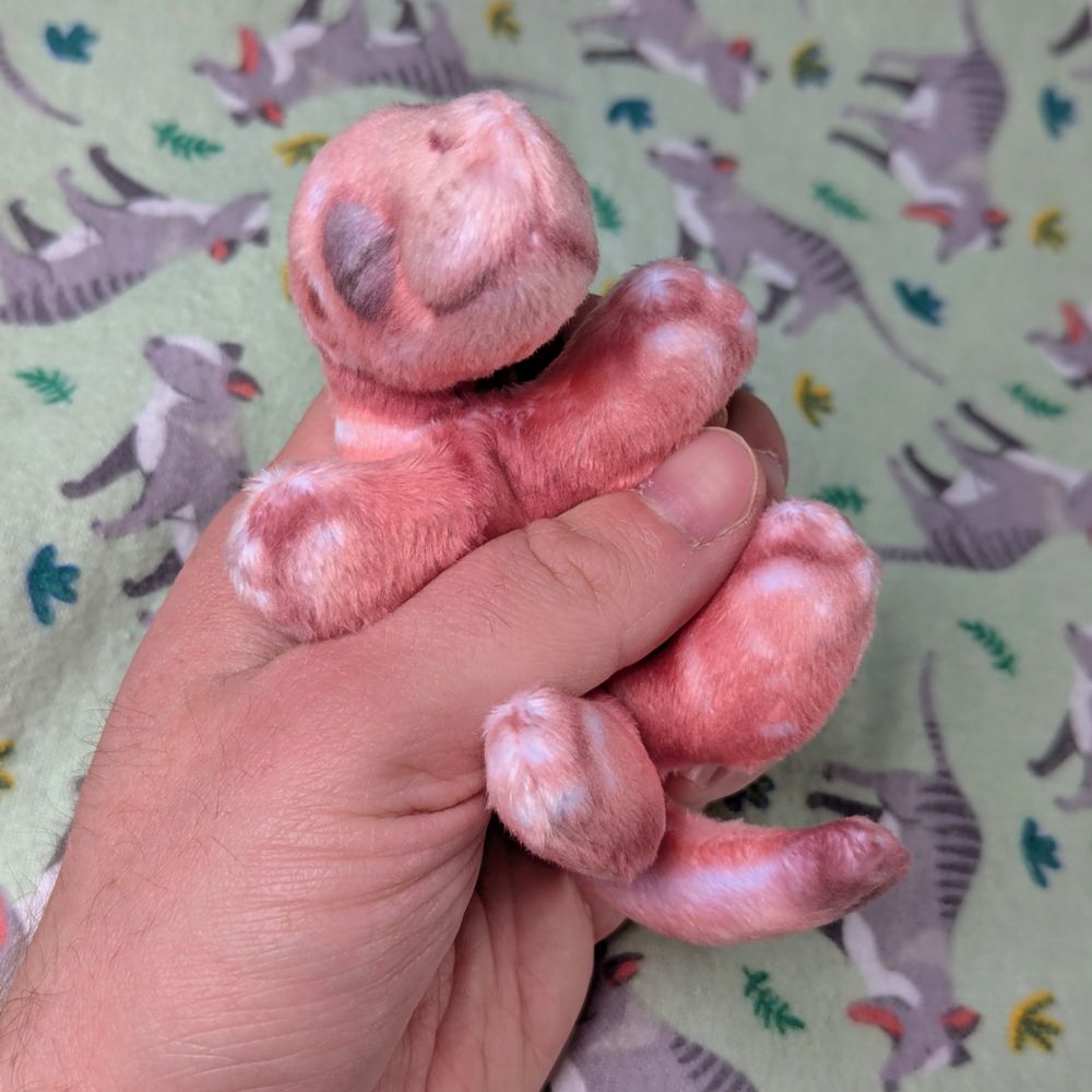 The joey being lightly grisped around its middle and pointed towards the viewer, showing shiny paw pads on its stubby little limbs.