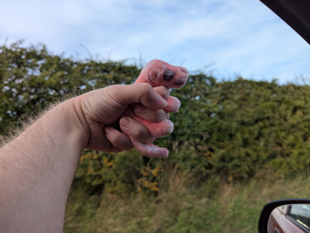 The joey is being firmly grasped and held out of a car window to go fast