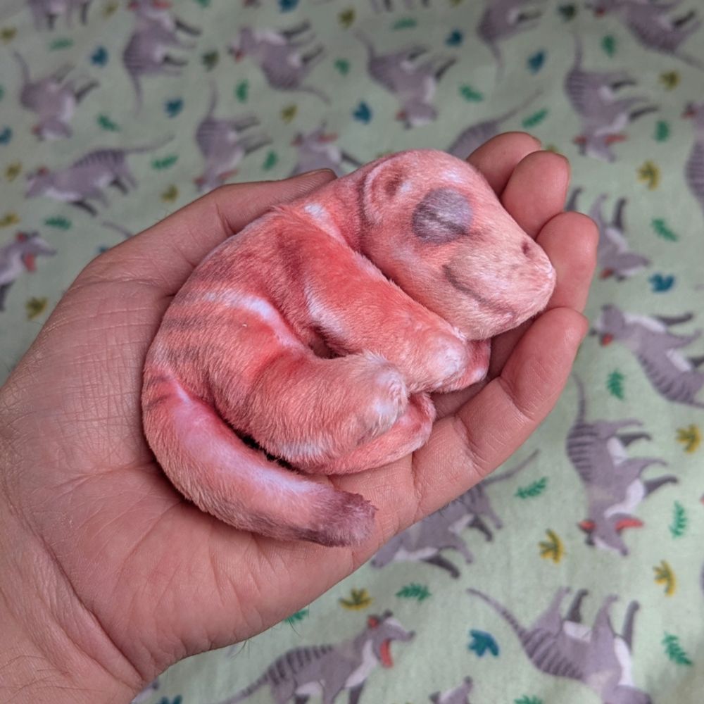 A small plushie of a very foetal-looking thylacine joey curled up in my palm. Its fabric is printed to look like shiny pink furless skin, with puffy eyelids that haven't opened yet. It's a bit ugly, but has a sweet smiling face and looks peaceful.