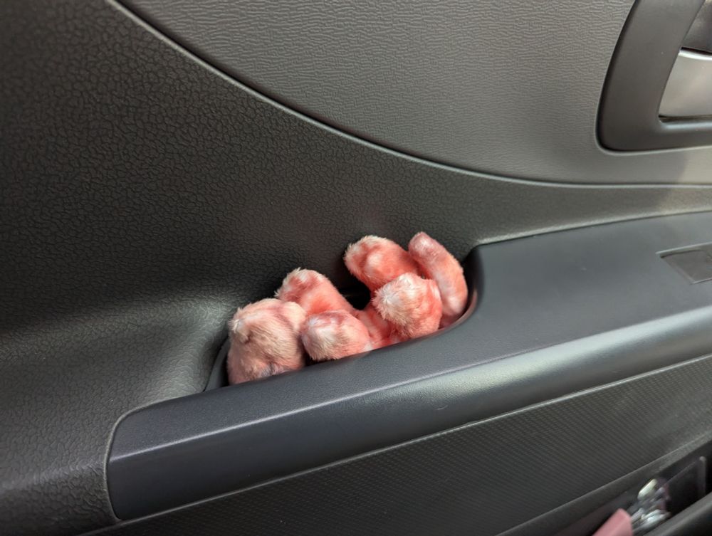 The joey has been stuffed into an inside handle on a car door, its snout, feet and tail  sticking up. It's very snug.